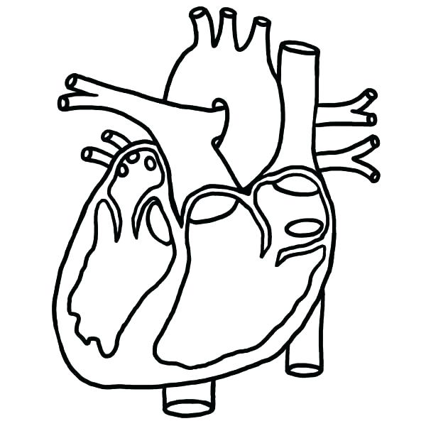600x600 Heart Anatomy Coloring Pages Heart Anatomy Coloring Pages Anatomy