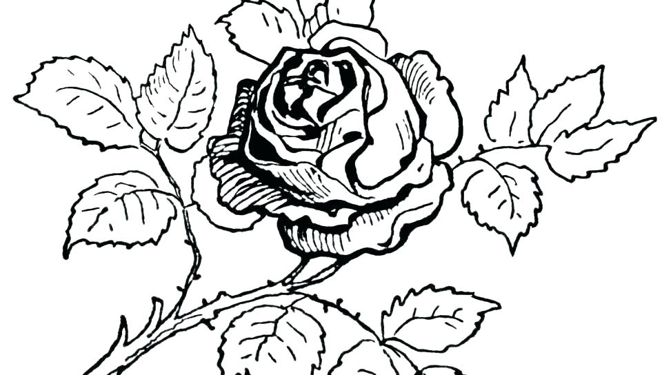 Coloring Pages For Adults Heart And Roses Adult Rose Flowers 960x544 Coloring Pages For Adults Heart And Roses Adult Rose Flowers