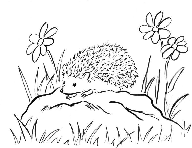 Hedgehog Coloring Page 760x586 Hedgehog Coloring Page