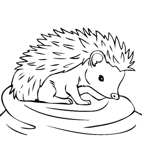 Hedgehog Coloring Pages Ba Hedgehog Feeling Thirsty Coloring Pages 600x600 Hedgehog Coloring Pages Ba Hedgehog Feeling Thirsty Coloring Pages