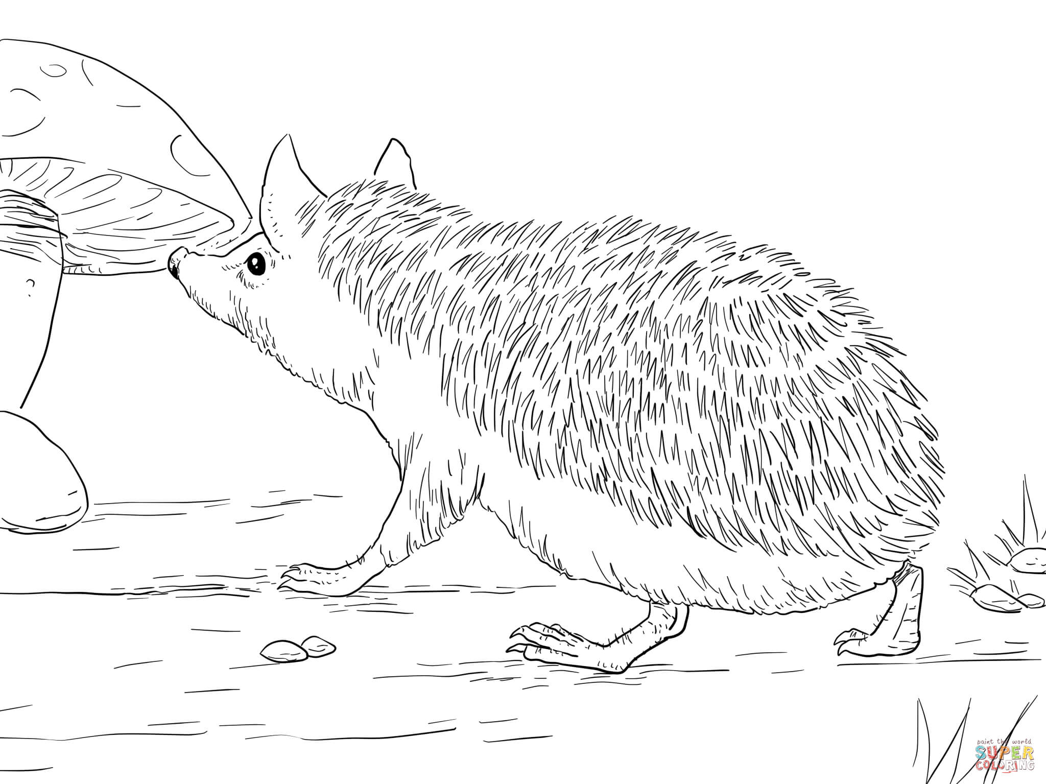 Hedgehog Coloring Pages Free Coloring Pages Hedgehog Coloring 2048x1535 Hedgehog Coloring Pages Free Coloring Pages Hedgehog Coloring