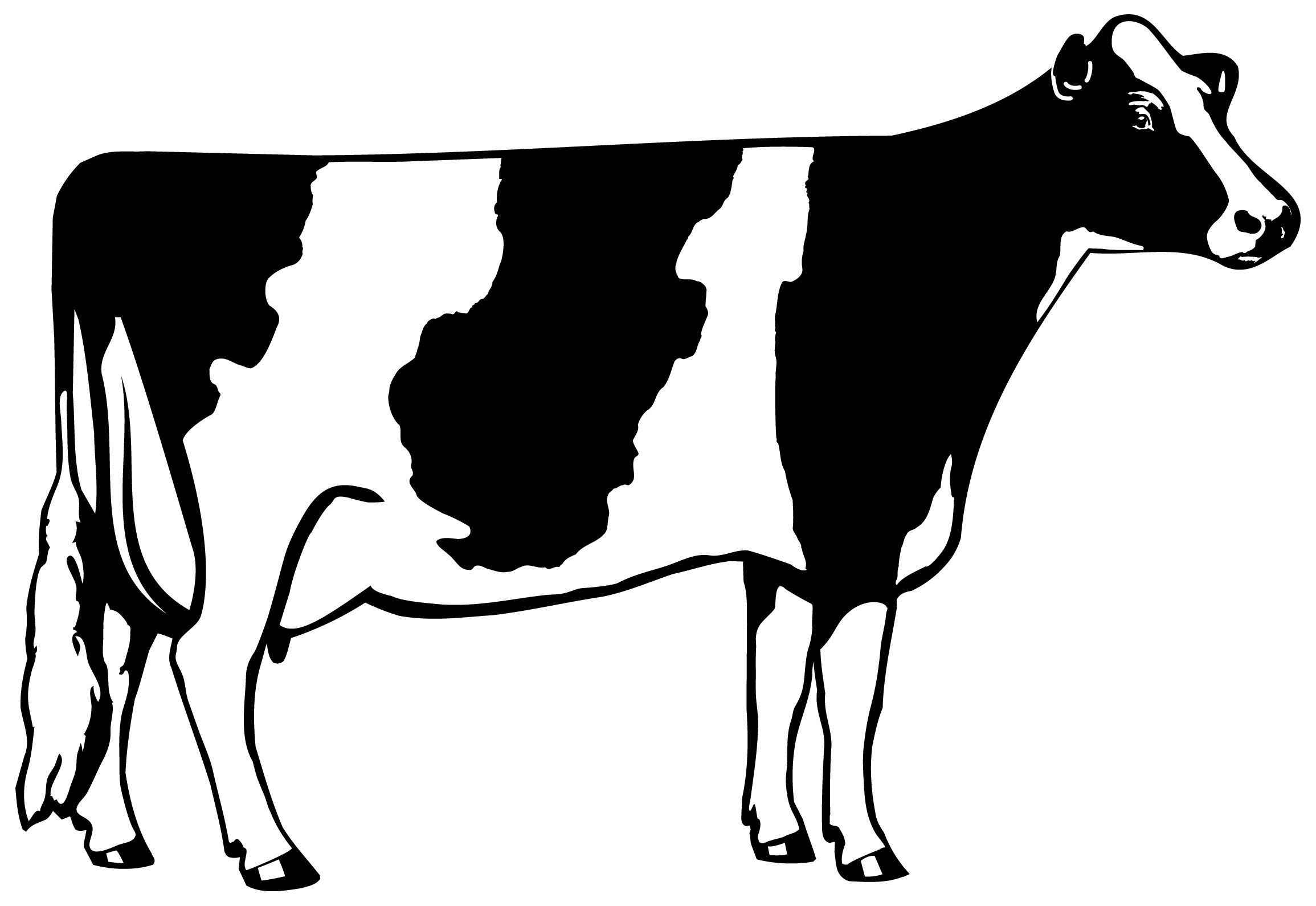2310x1590 Holstein 101 Education Cow, Holstein Cows And Cattle