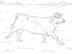236x177 Cattle Breed Coloring Pages