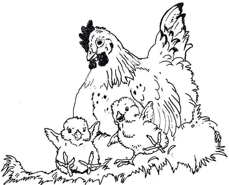 Coloring Pages For Kids Disney Hen Chicks Chickens Printable Farm 796x644 Coloring Pages For Kids Disney Hen Chicks Chickens Printable Farm