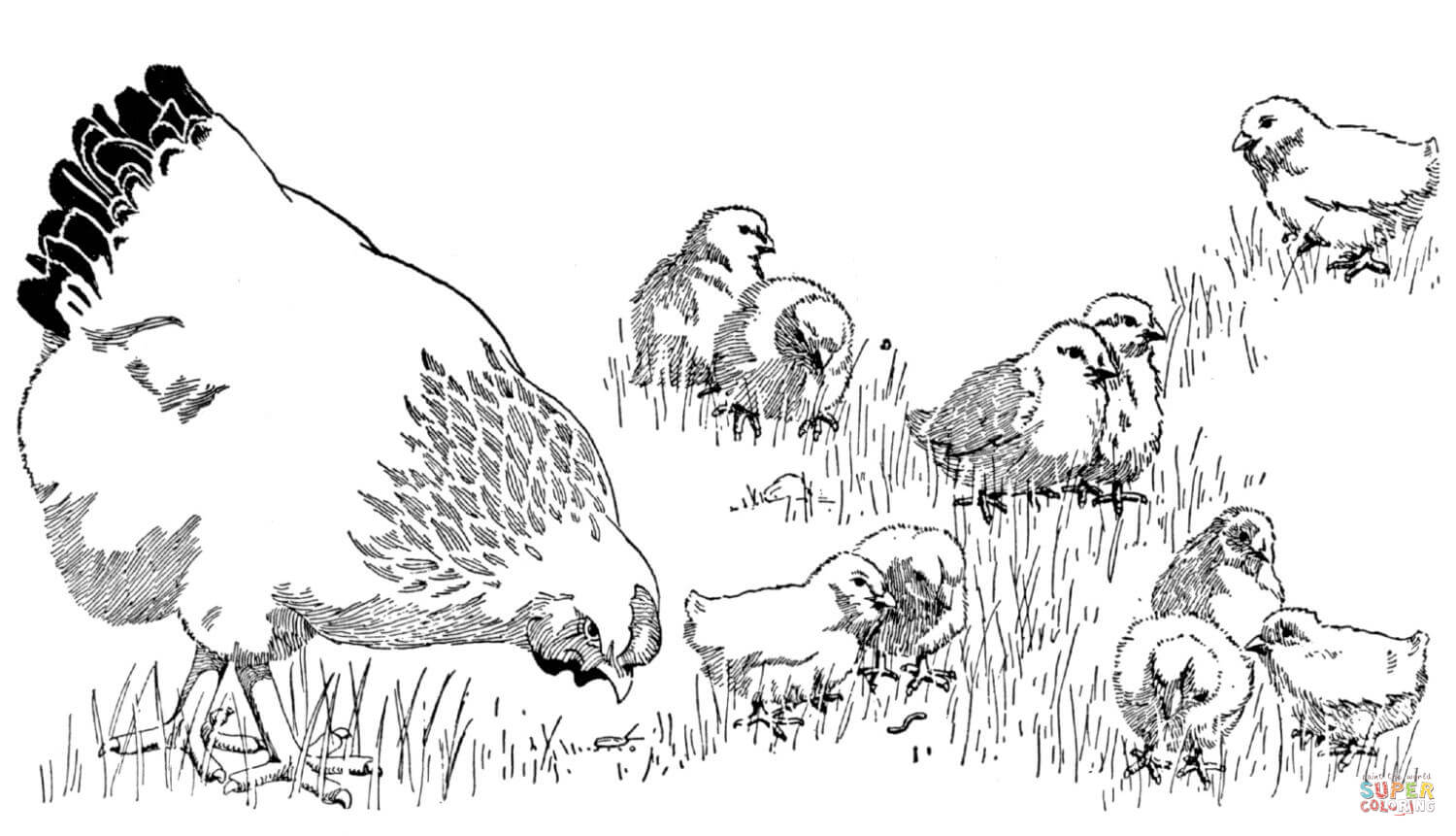 Hen And Chicks Coloring Page 1500x861 Hen And Chicks Coloring Page