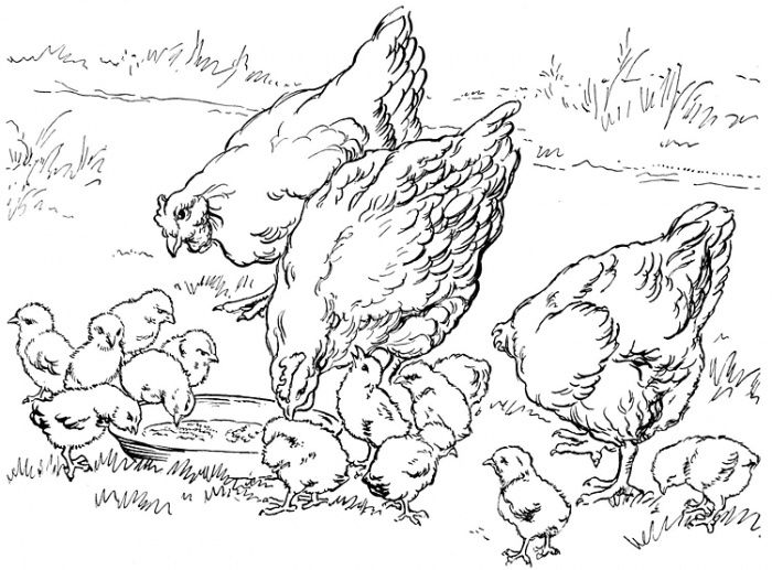 Farm Printable Coloring Pages 700x517 Farm Printable Coloring Pages