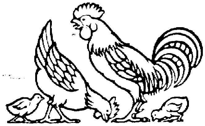 Rooster Coloring Pages Mother Hen, Rooster And Cute Chicks 664x408 Rooster Coloring Pages Mother Hen, Rooster And Cute Chicks