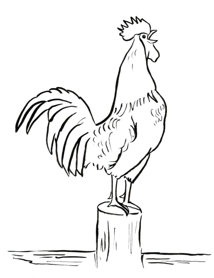 728x944 Rooster Coloring Page Coloring Book Rooster Coloring Page Rooster