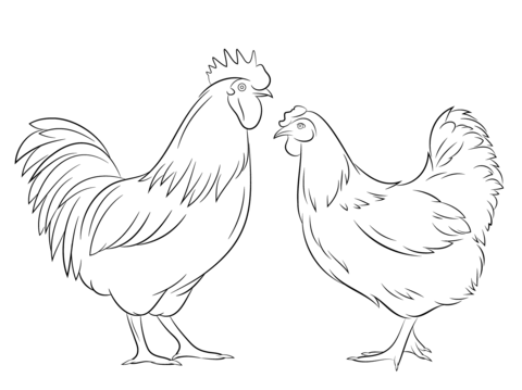480x359 Rooster And Hen Coloring Page Chicken Category. Select
