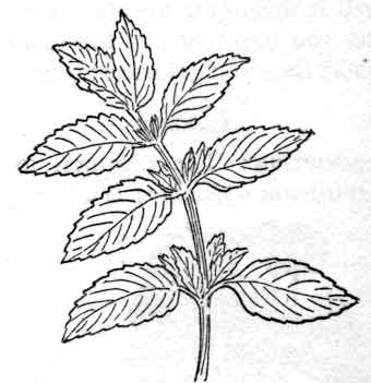 Drawn Herbs Mint Leaf 3347996 340x351 Drawn Herbs Mint Leaf 3347996