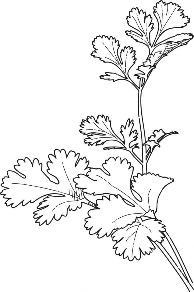 Herb Coloring Pages Coloring Pages Herbs 681x1024 Herb Coloring Pages Coloring Pages Herbs