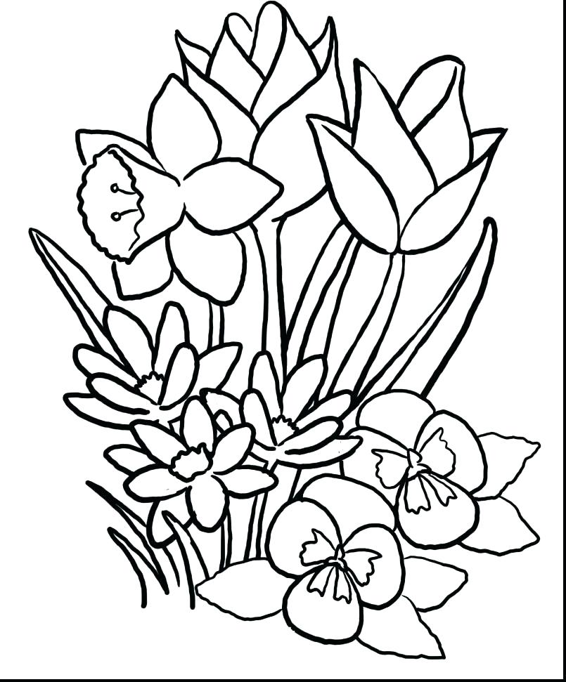 Hibiscus Flower Coloring Page Luau Pages Spring With And Preschool 805x971 Hibiscus Flower Coloring Page Luau Pages Spring With And Preschool