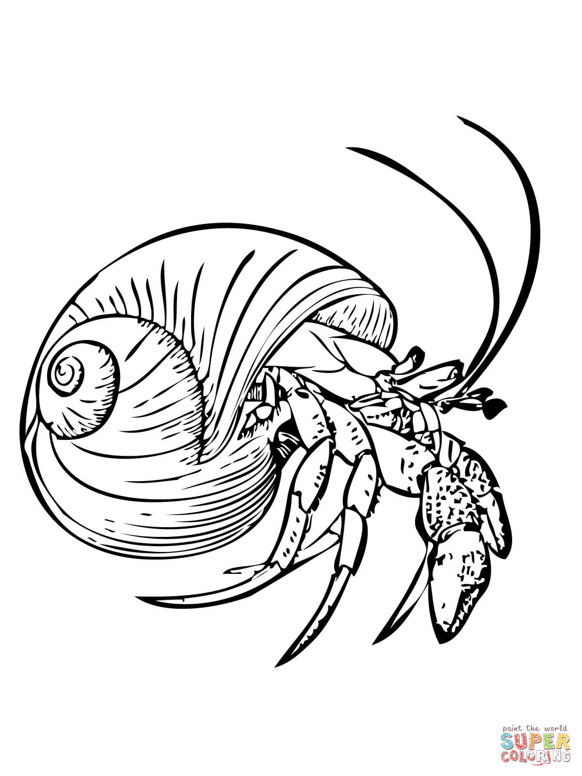 Good Common Hermit Crab Or Soldier Crab Coloring Page By Crab 1200x1600 Good Common Hermit Crab Or Soldier Crab Coloring Page By Crab