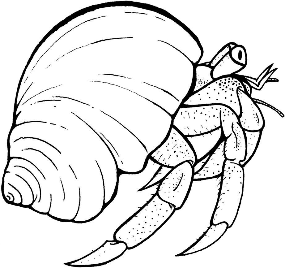 Pin By Sherry Rymer On Amphibians Amp Sea Life Coloring Pages 922x866 Pin By Sherry Rymer On Amphibians Amp Sea Life Coloring Pages
