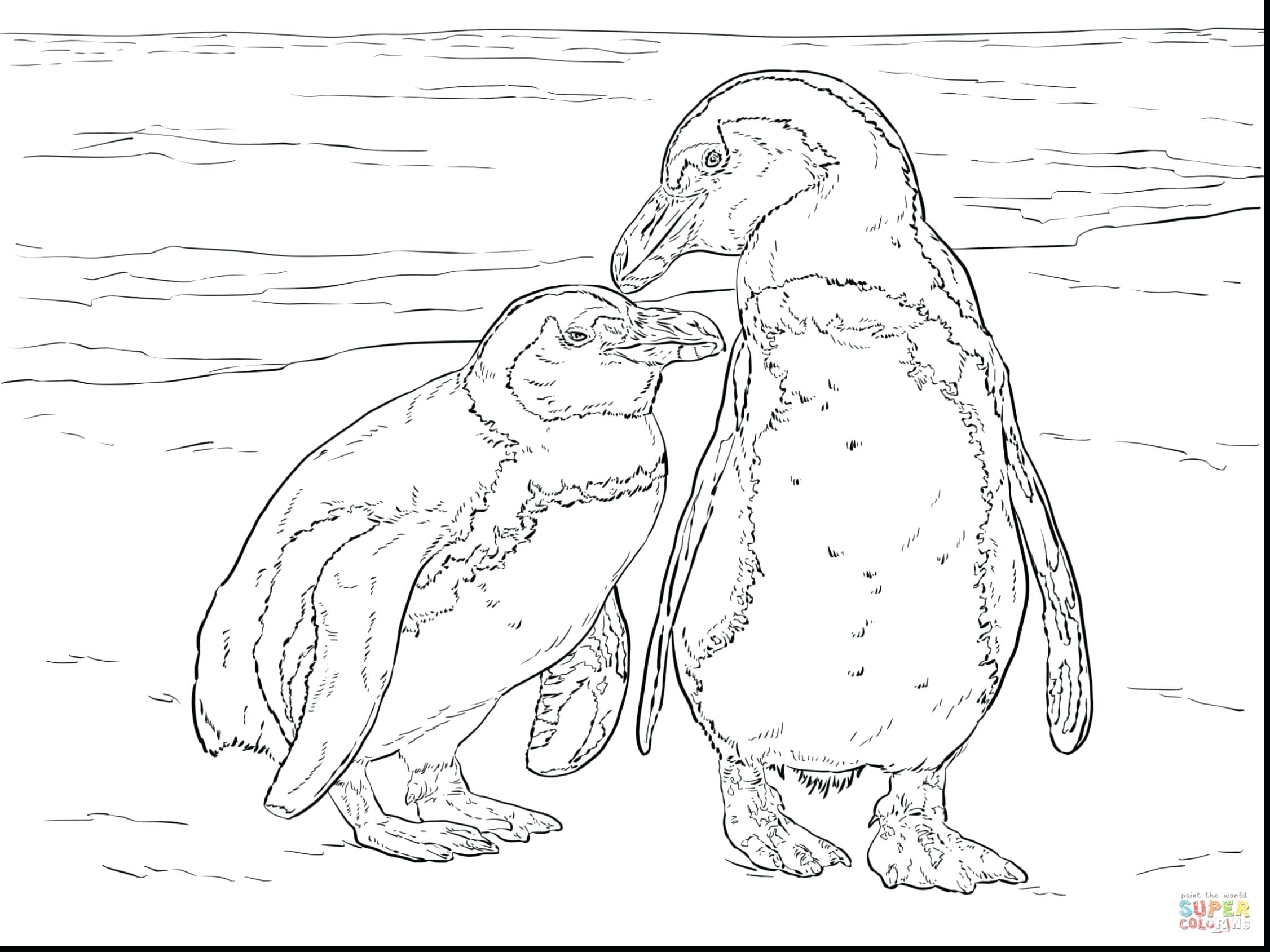 2252x1689 Coloring Pages Thanksgiving Turkey Drawn Bird Blue Heron Pencil