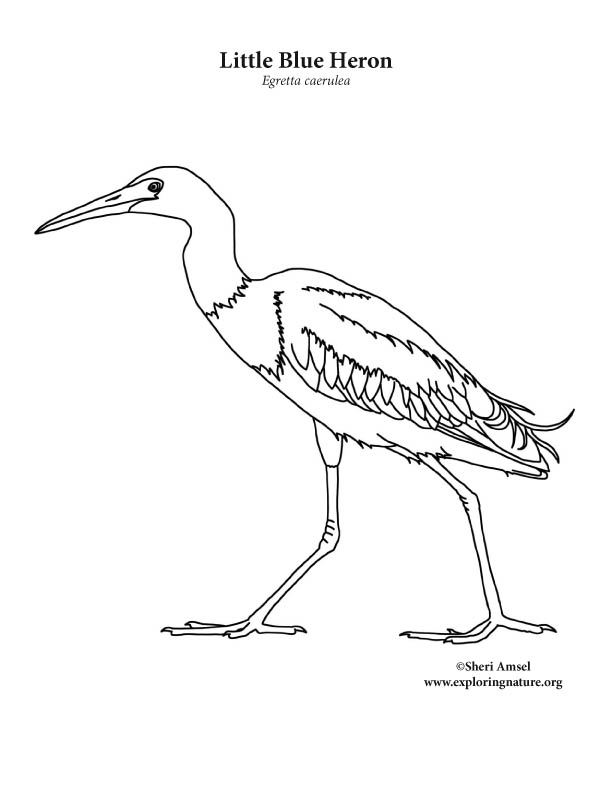 612x792 Heron (Little Blue) Coloring Page