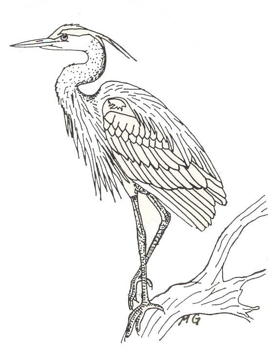 550x715 Blue Heron Coloring Page Christmas Blue Heron