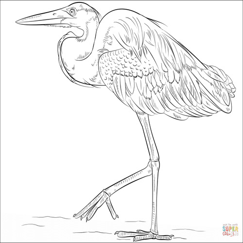 500x500 Blue Heron Coloring Page Sketch Coloring Page New Heron Coloring Page