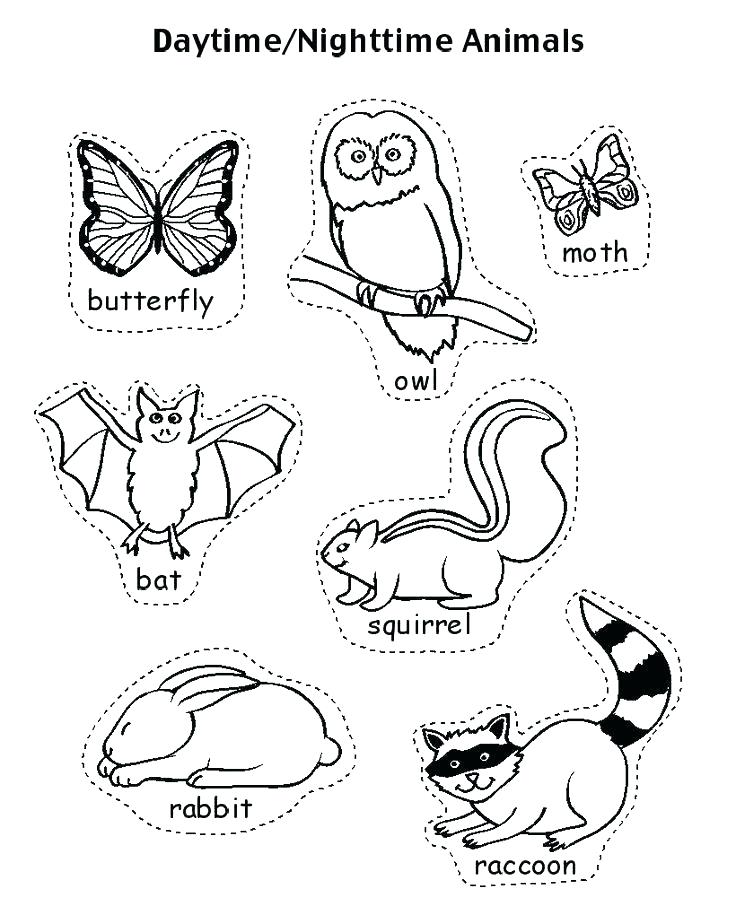 736x915 Stuffed Animal Coloring Pages Nocturnal Animals Coloring Pages
