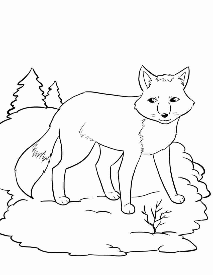 Hibernating Bear Coloring Page at GetColorings.com | Free printable