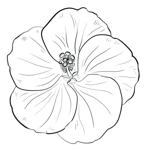 467x480 Hibiscus Coloring Pages Oil Paintings Of Flowers Flower Paintings