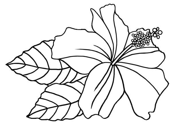 600x454 Hibiscus Flower, Hawaiin Hibiscus Flower Coloring Page Hobby