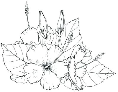 400x312 Hibiscus Flower Coloring Pages Hibiscus Coloring Pages Find This