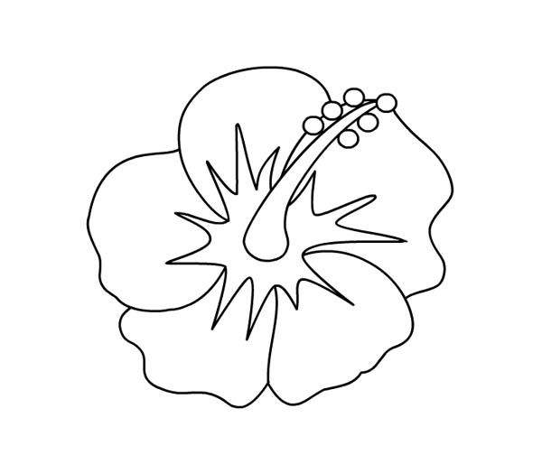 600x514 Hibiscus Flower Picture Coloring Page Color Luna