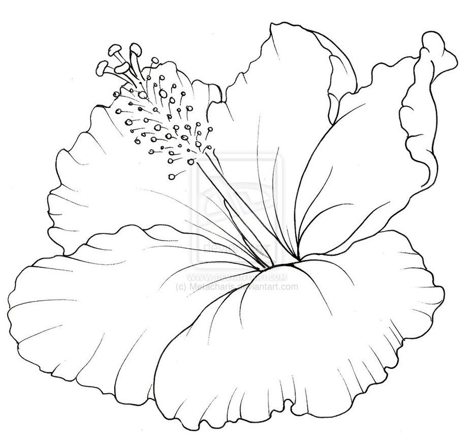 933x857 Stunning Hibiscus Coloring Pages Bestcameronhighlandsapartmentcom