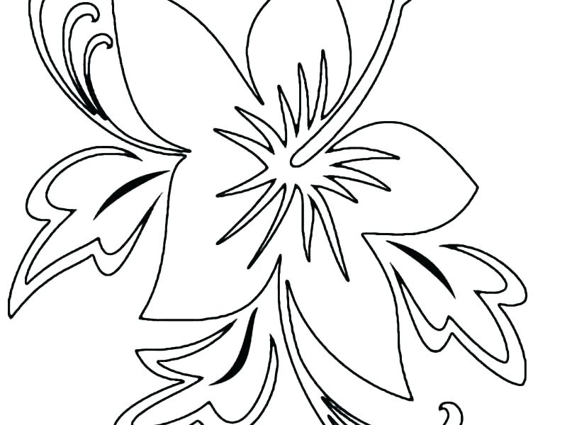 800x600 Draw Hibiscus Coloring Page With Additional Picture Appealing
