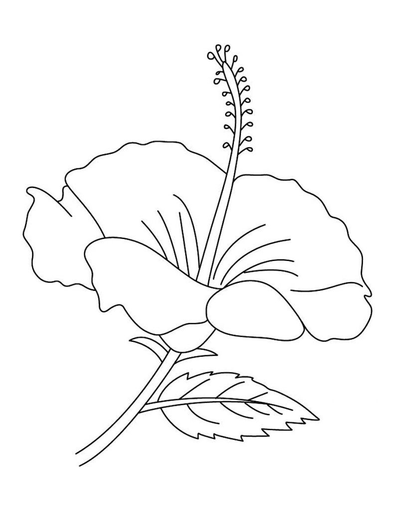 792x1024 Free Printable Hibiscus Coloring Pages For Kids Hibiscus