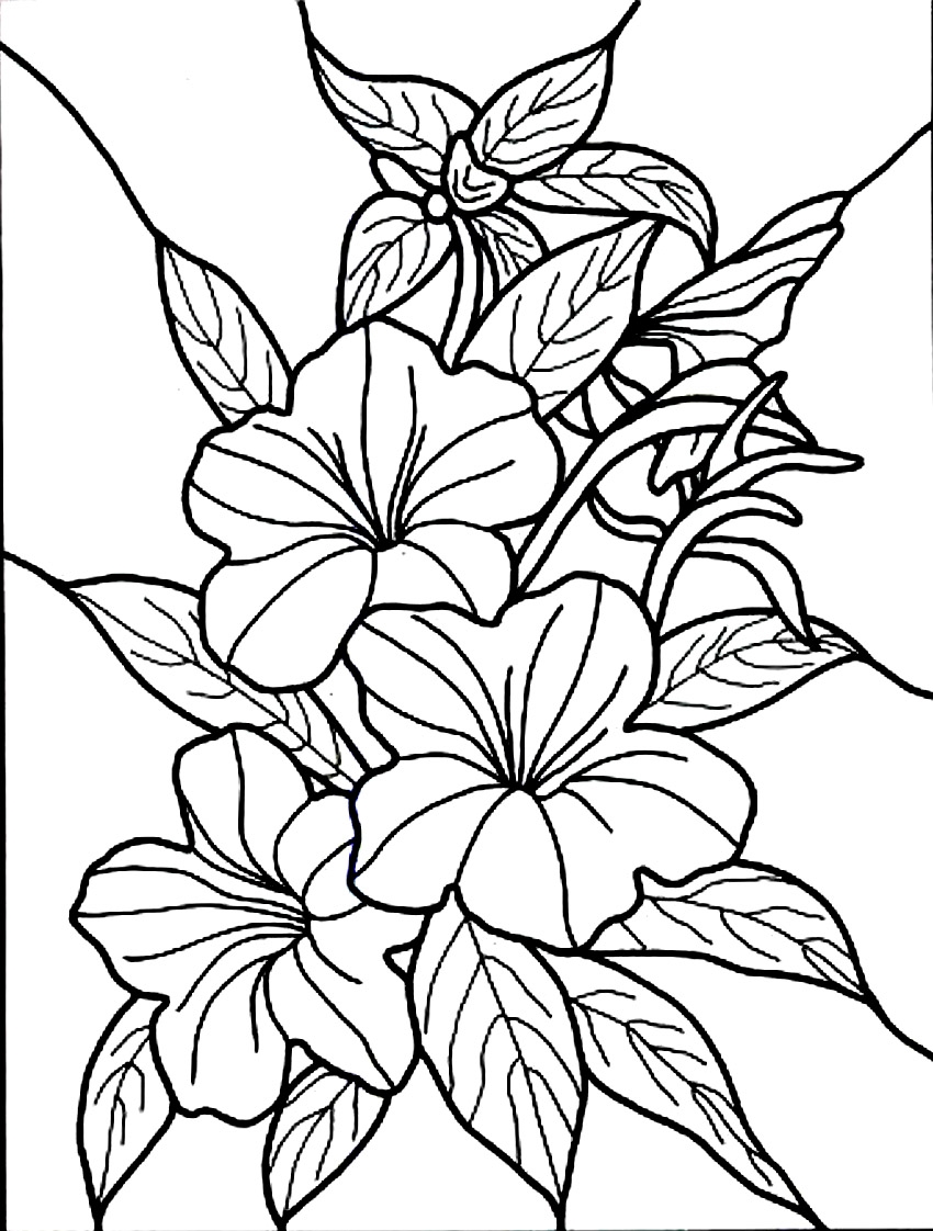 850x1122 Fresh Hibiscus Coloring Page Collection Printable Coloring Sheet