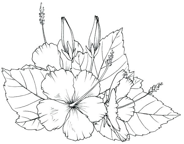 600x468 Hibiscus Coloring Page Hibiscus Coloring Pages Hibiscus Coloring