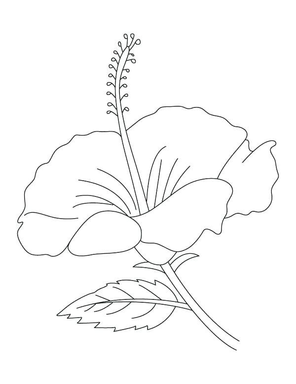 600x776 Hibiscus Coloring Page Hibiscus Flower Coloring Pages Hibiscus