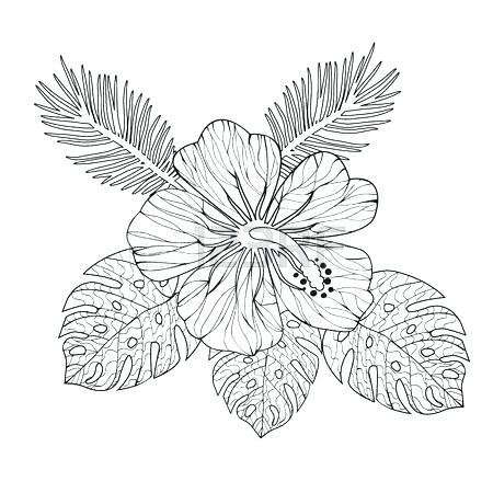 450x450 Hibiscus Coloring Page Or Flowers Coloring Pages Preschool