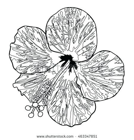 450x470 Hibiscus Coloring Page