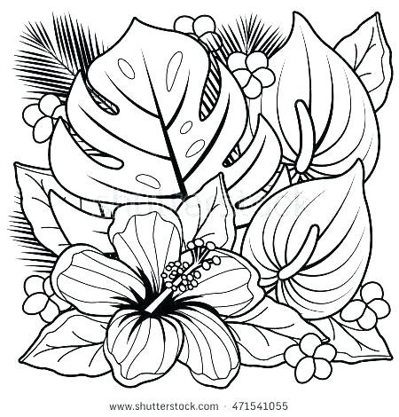 450x470 Hibiscus Coloring Pages Hibiscus Flower Coloring Page Flower