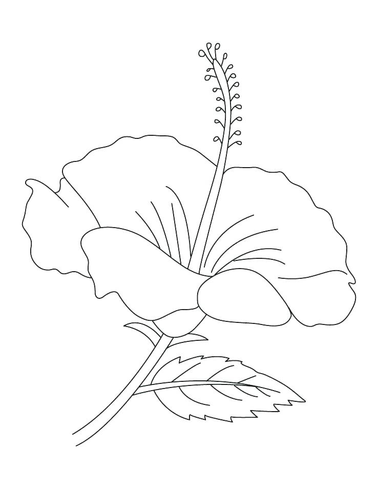 738x954 Hibiscus Coloring Pages Hibiscus Flower Coloring Page Hibiscus