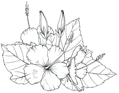 400x312 Hibiscus Flower Coloring Page Drawn Color 5 Free Printable Pages