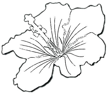 459x402 Hibiscus Flower Coloring Pages Hibiscus Flower Coloring Pages 8