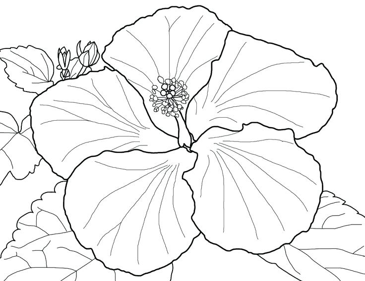 736x568 Best Flower Coloring Pages Images On Coloring Pages Spring Flowers