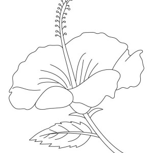 300x300 Blooming Hibiscus Flower Coloring Page Color Luna