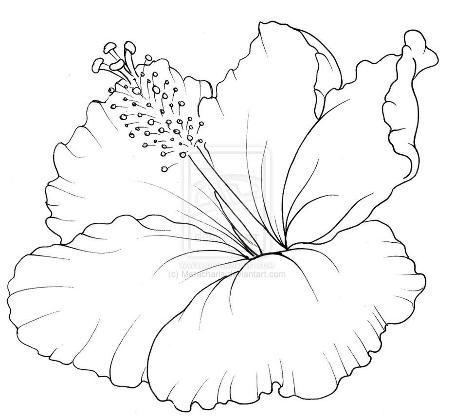 933x857 Fresh Hibiscus Flower Coloring Pages Collection Printable