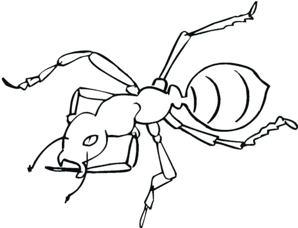 600x458 Ant Coloring Page Ant Coloring Page Awesome Worker Ant Coloring