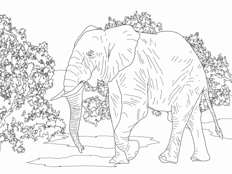 465x348 Dorable Indian Elephant Coloring Page Pattern