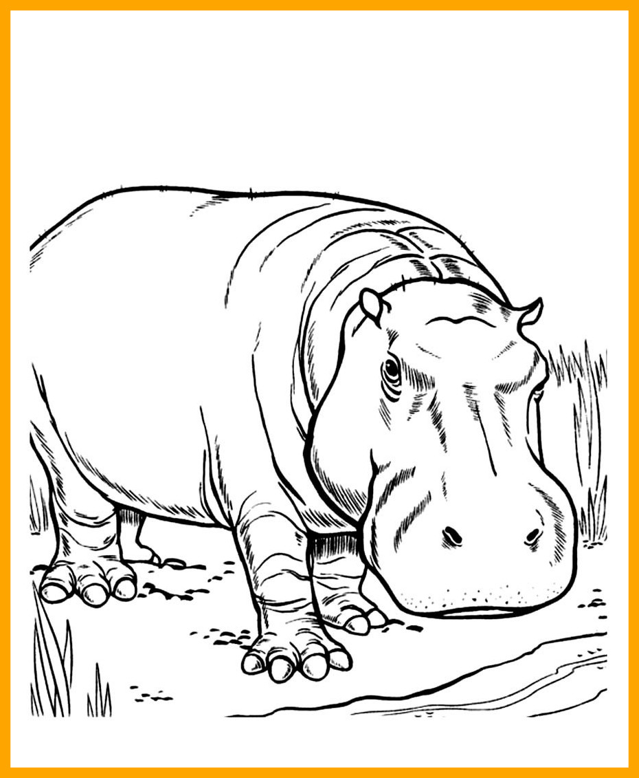 930x1131 Awesome Excellent Picture Of A Hippopotamus In Coloring Pages
