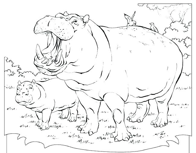 650x508 Hippo Coloring Page Hippo Coloring Pages Hippopotamus Coloring