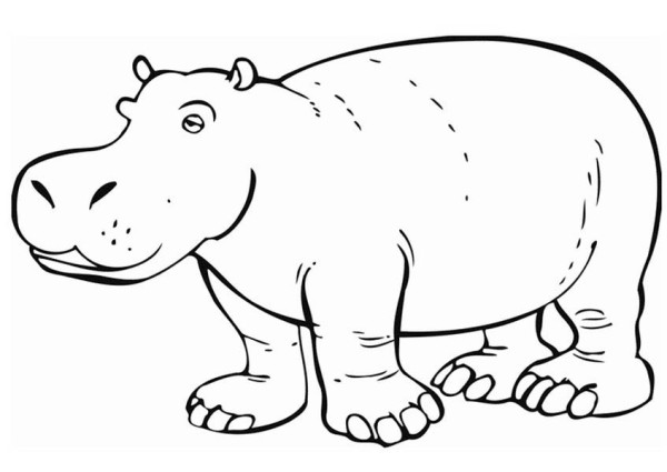 600x425 Amazing Hippo Coloring Page