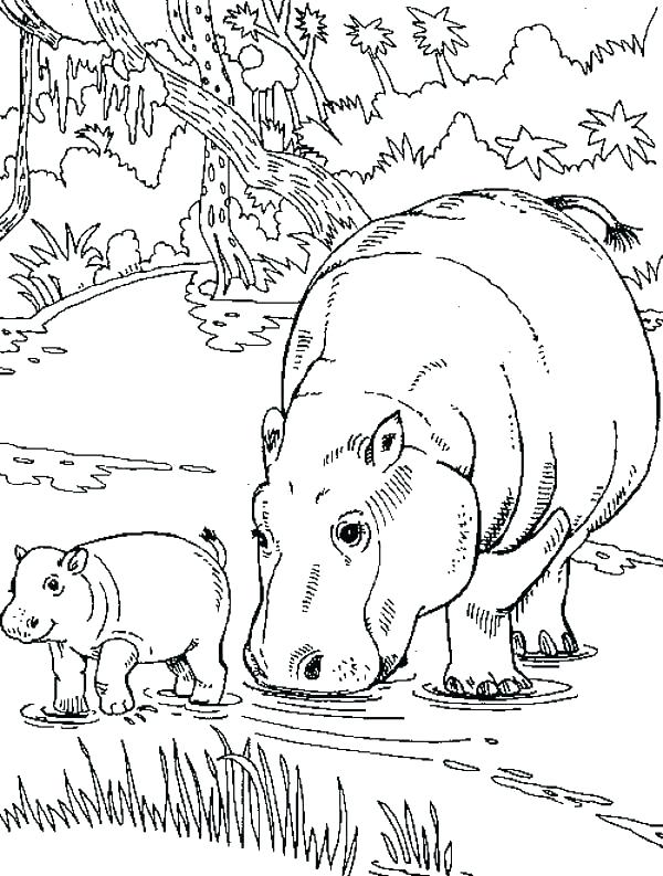 600x793 Baby Hippo Coloring Pages Hippo Coloring Pages Click Cute Baby