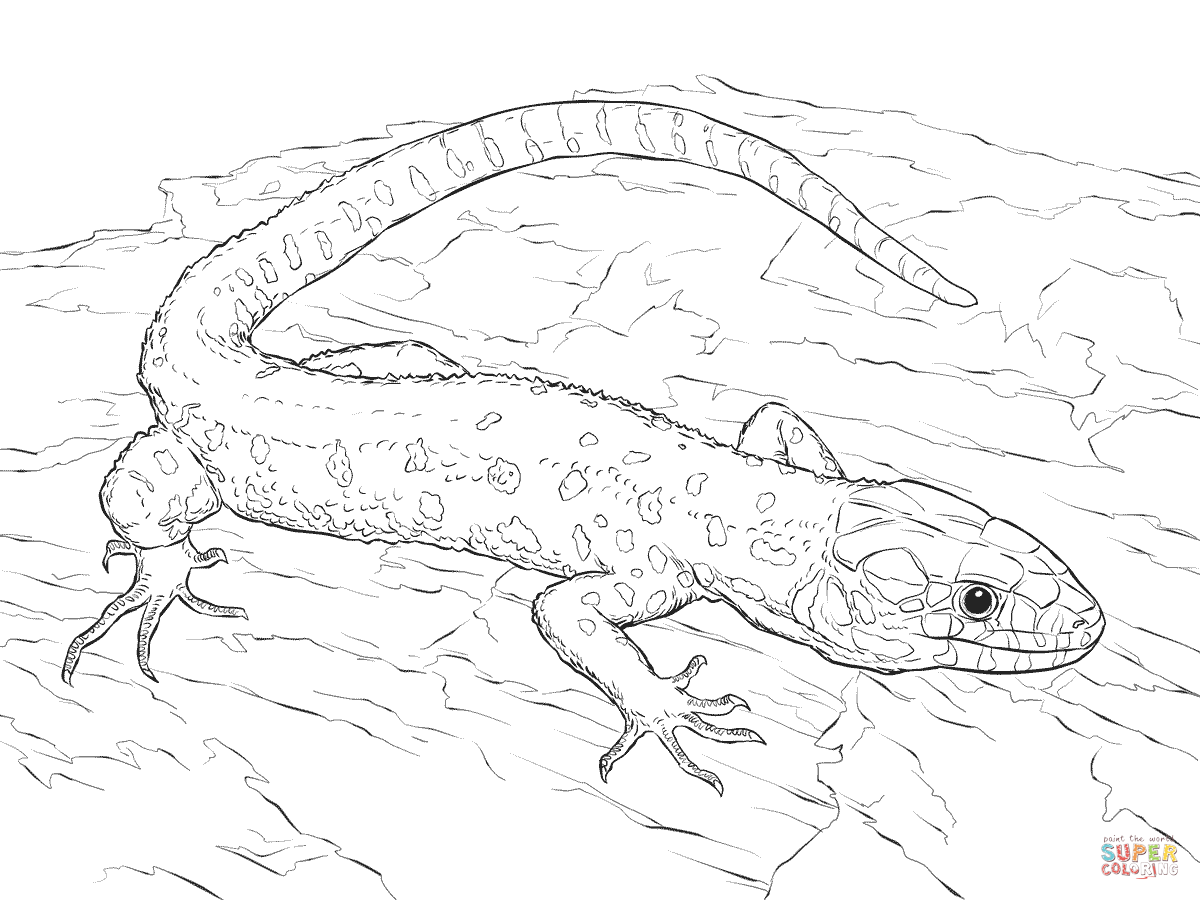 1200x900 Lizards Coloring Pages Free Coloring Pages Lizard Coloring Pages